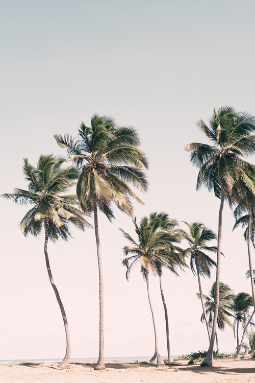 Plakát Blushing Palms