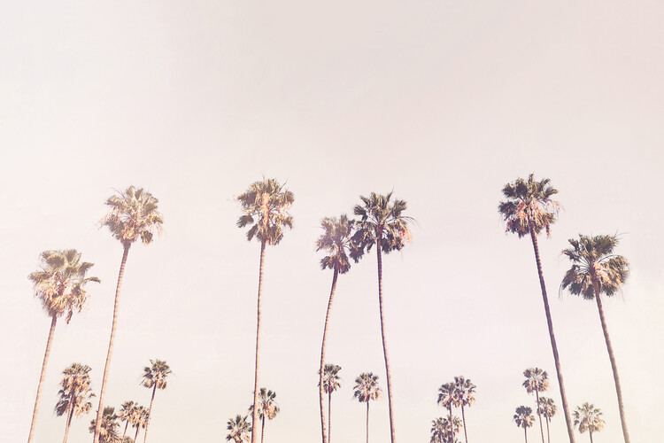 Plakát Sunny Cali Palms
