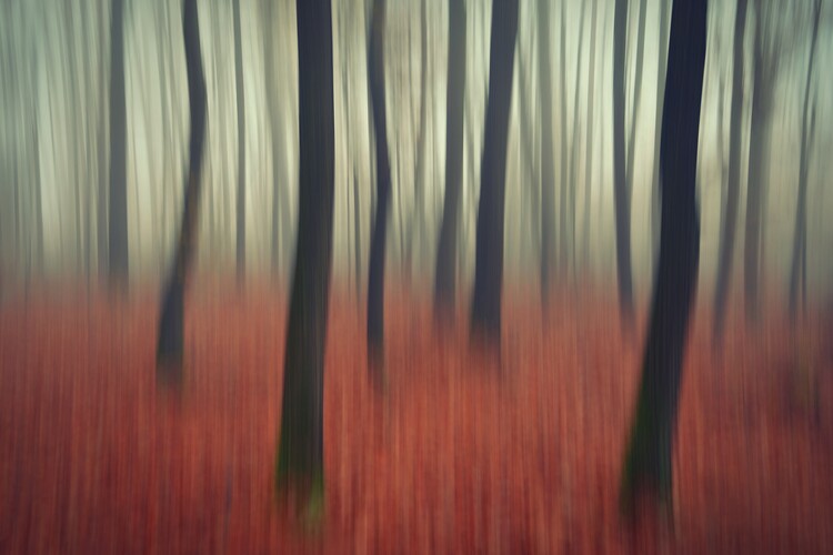 Plakát Dance of trees in the autumn forest