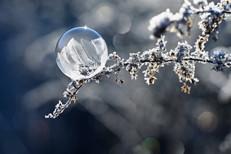 Poster Frozen bubble in nature. A beautiful macro shot in winter
