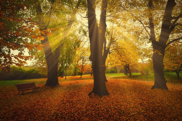 Plakát Beautiful colourful autumn landscape with trees.