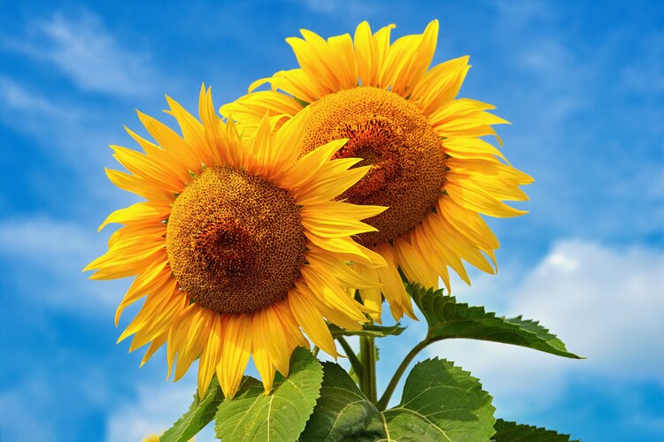 Poster Beautiful blossoming sunflowers with blue sky