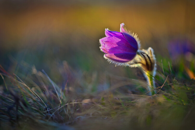 Poster Blooming beautiful flower on a meadow in nature.
