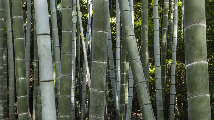 Плакат Bamboo
