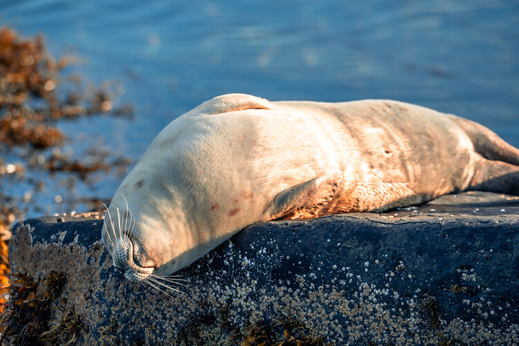 Poster Seals on rocky beach of Iceland