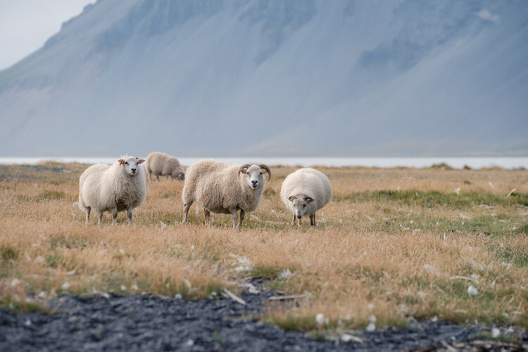 Poster Icelandic sheep near Vestrahorn Stokksnes Islands