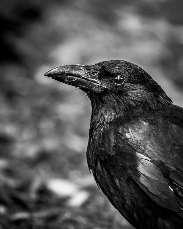 Плакат Crow black and white