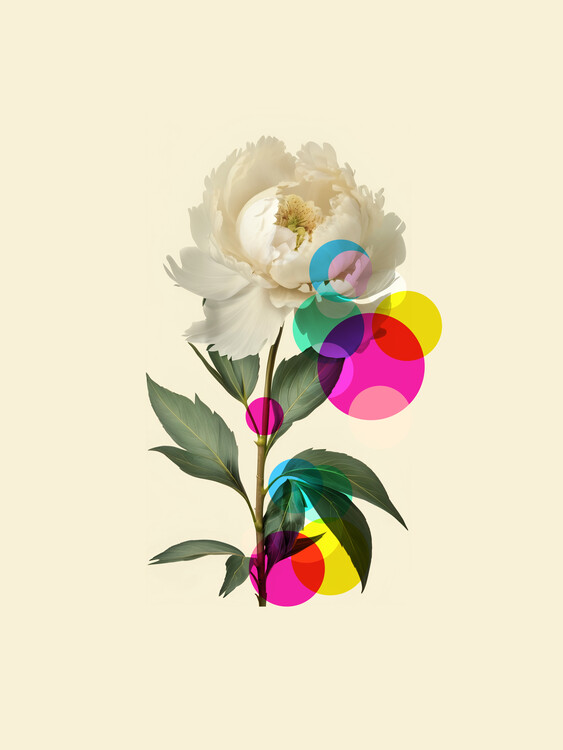 Плакат White Peony
