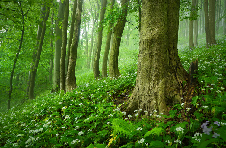 Poster Magic forest 20