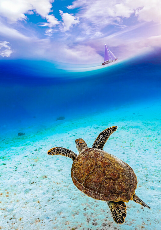 Plagát Sea turtle underwater watching a sailboat