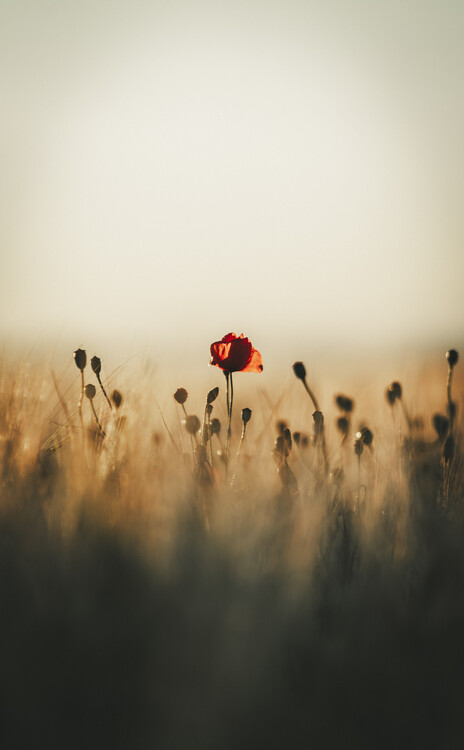Poster Single red poppy in sunset field