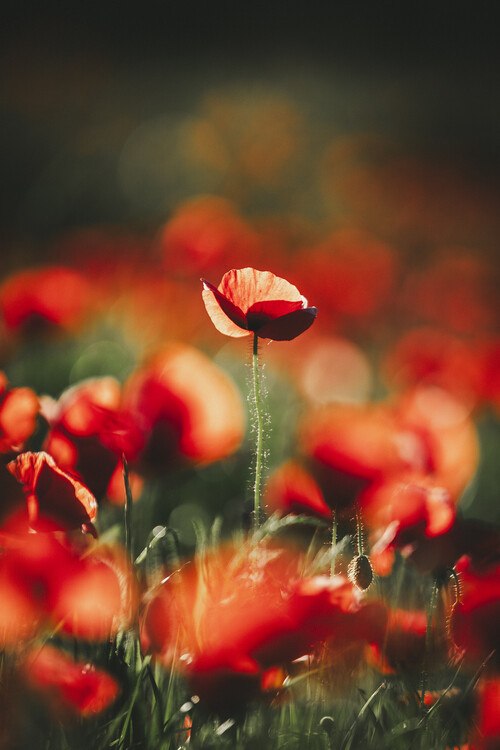 Poster Isolated red poppy in wheat field with soft background