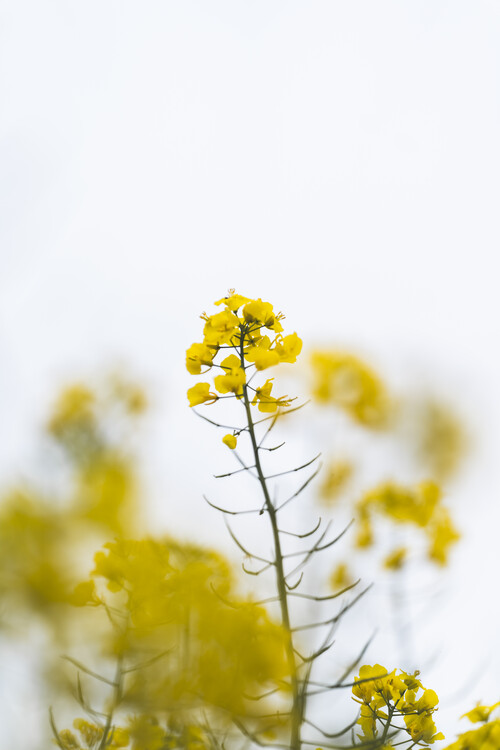 Poster Yellow flower in focus against white blurred sky