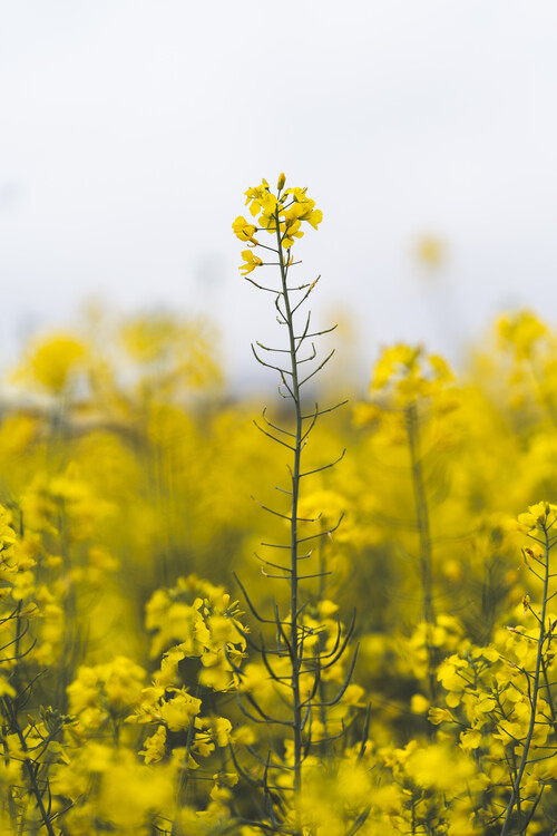 Poster Field of yellow flowers with shallow depth of field