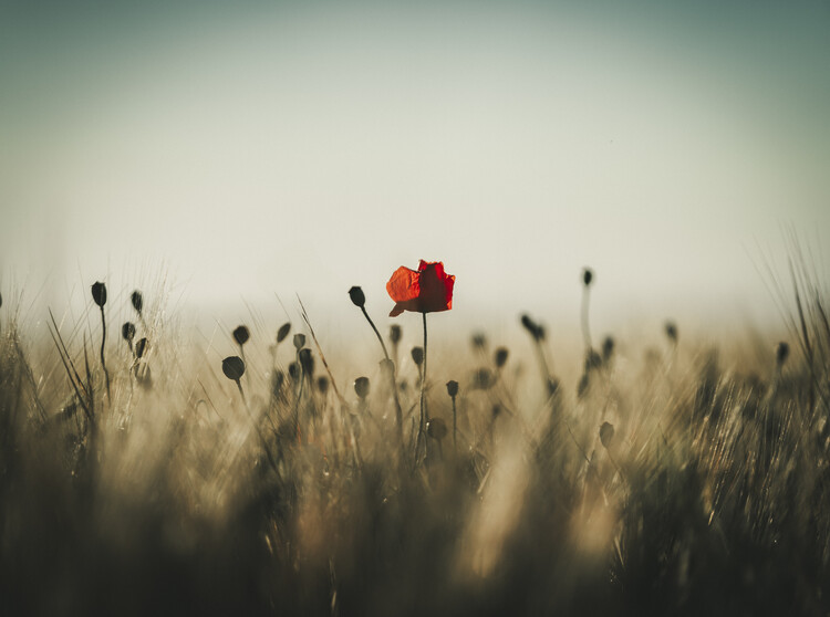 Poster Red poppy in golden field with minimalist background