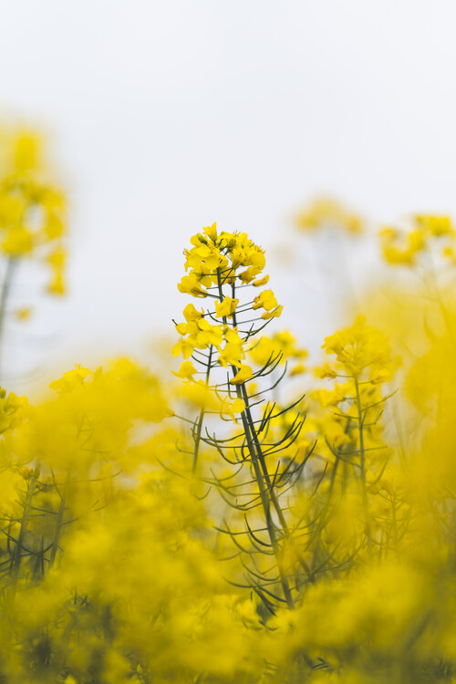 Poster Yellow flower standing out among blurred blossoms