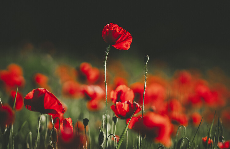 Poster Red poppy flower lit by early morning light