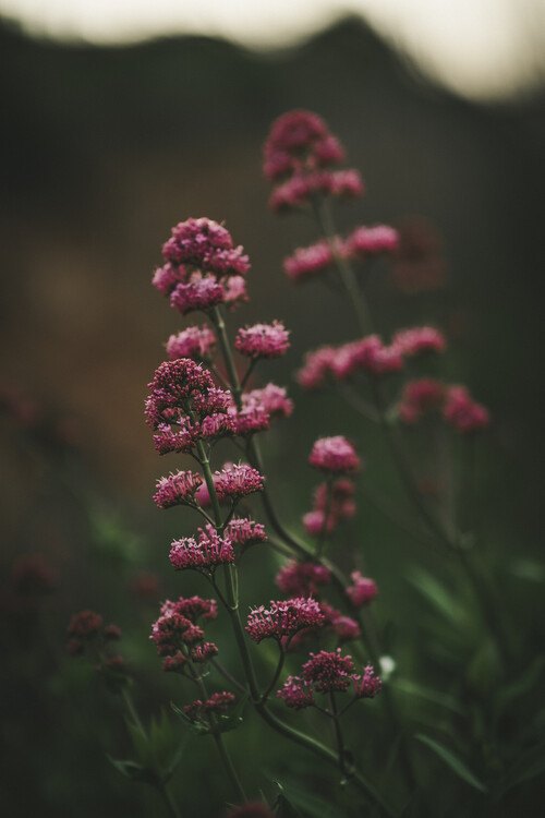 Poster Single red poppy in sunset field