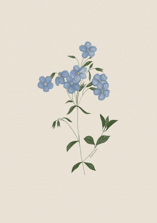 Poster Niezapominajki