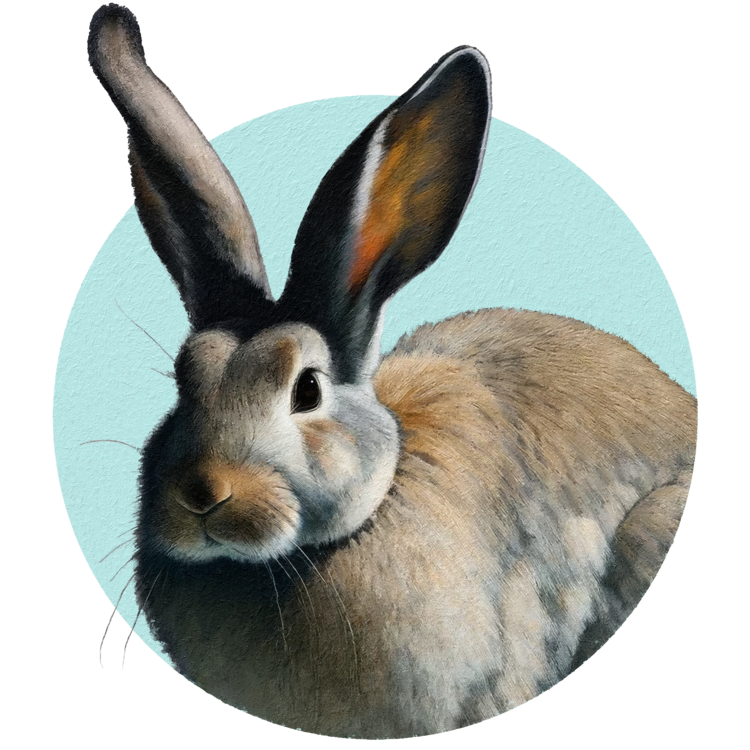 T-shirt Hare