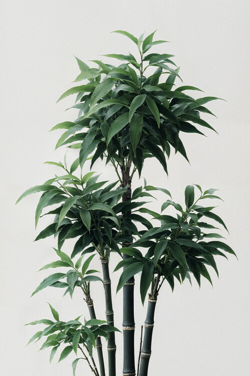 Плакат Elegant Bamboo Harmony