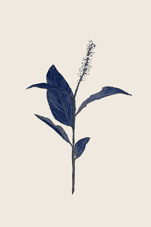 Poster Danushka Abeygoda - Botanical 02