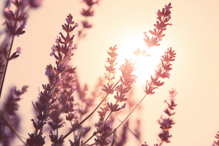Plakat Lavender Sunglow
