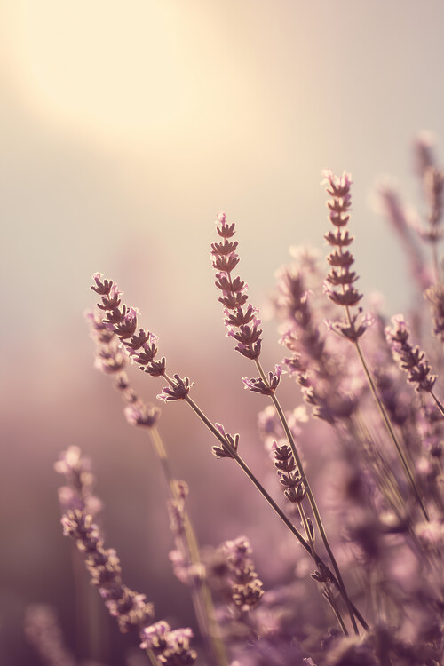 Plakat Summer Flower