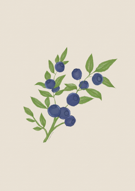 Poster Blueberries