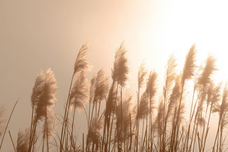 Poster Pampas Summer