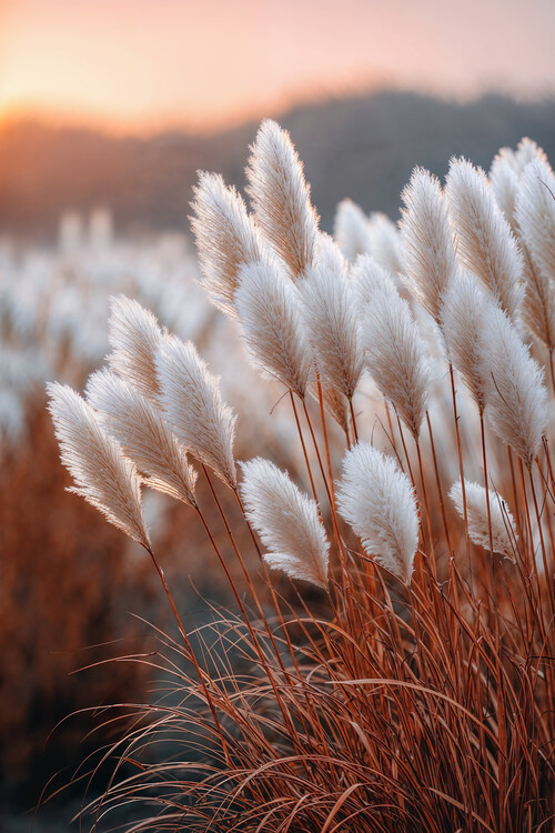 Plakat Golden Hour Fields