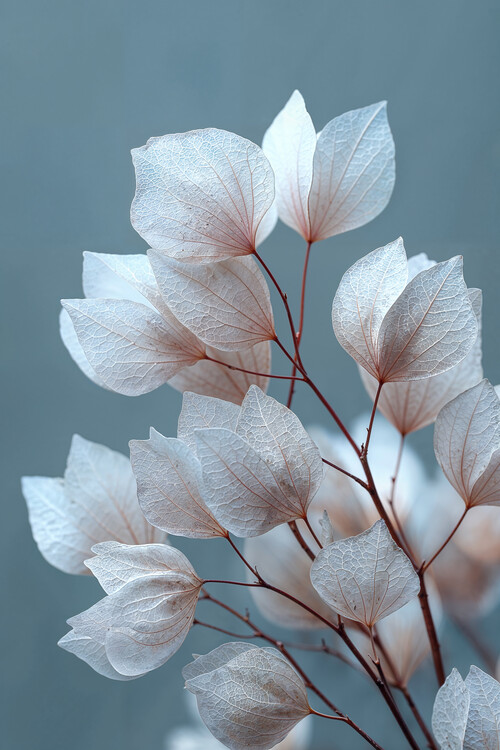 Plakát Frosted Petals