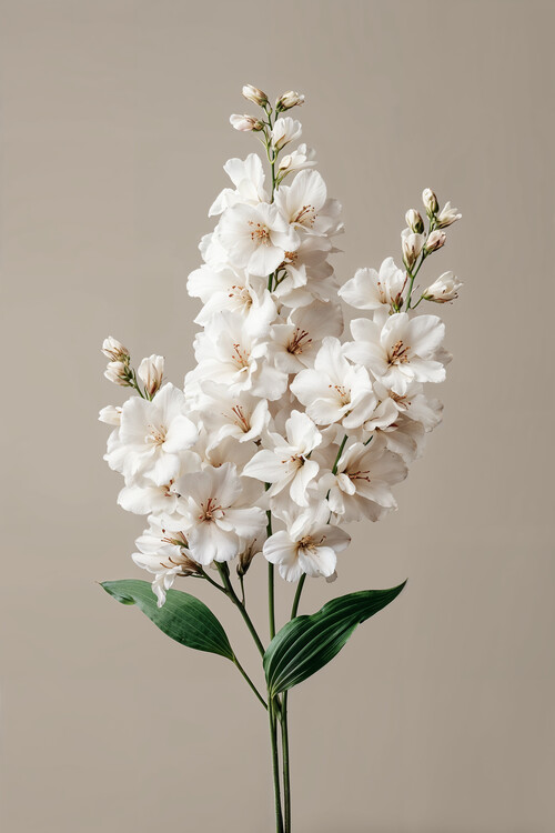 Poster White Grace