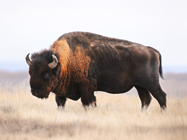 Αφίσα Bison Whisper