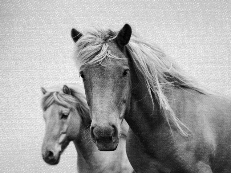 Poster Horses - Black & White