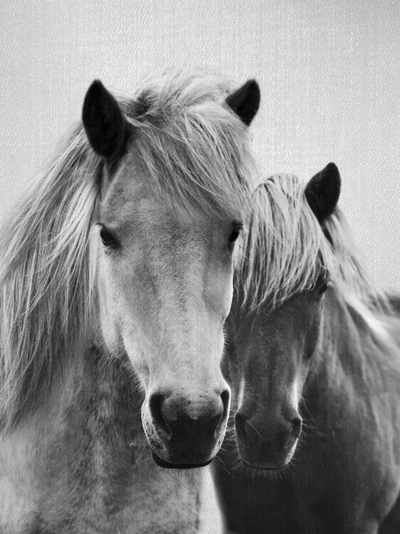 Poster Horses - Black & White 7