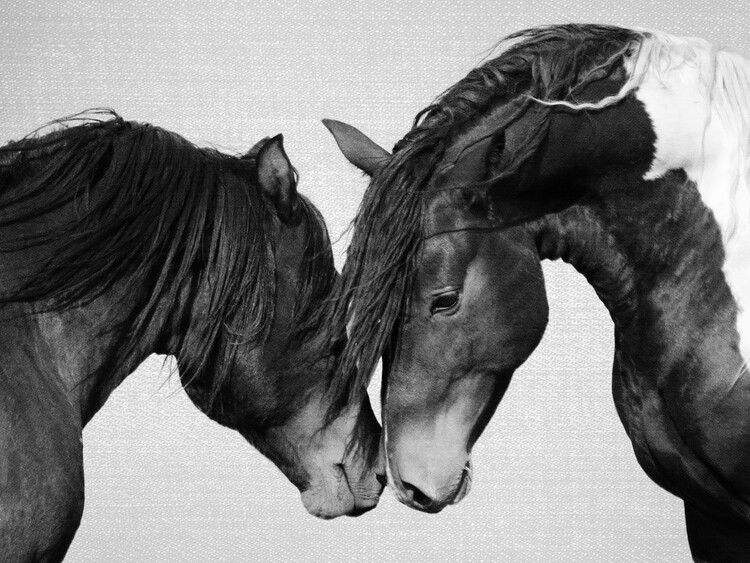 Poster Horses - Black & White 4