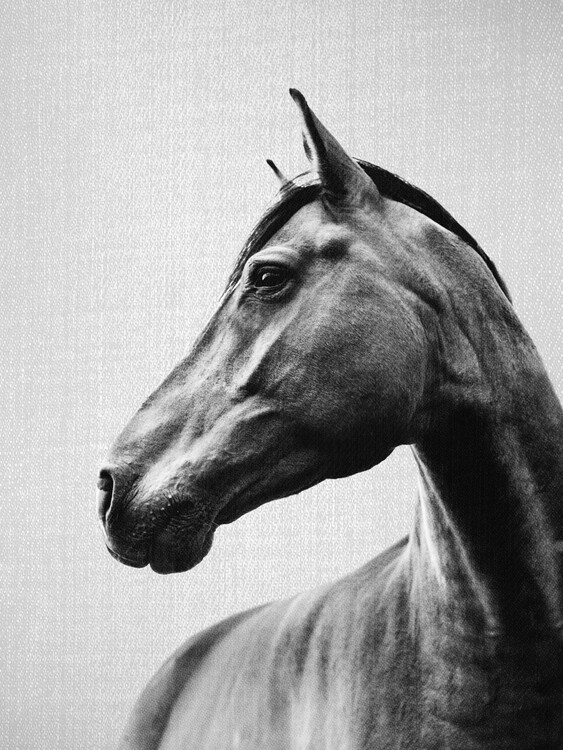 Poster Horses - Black & White 2