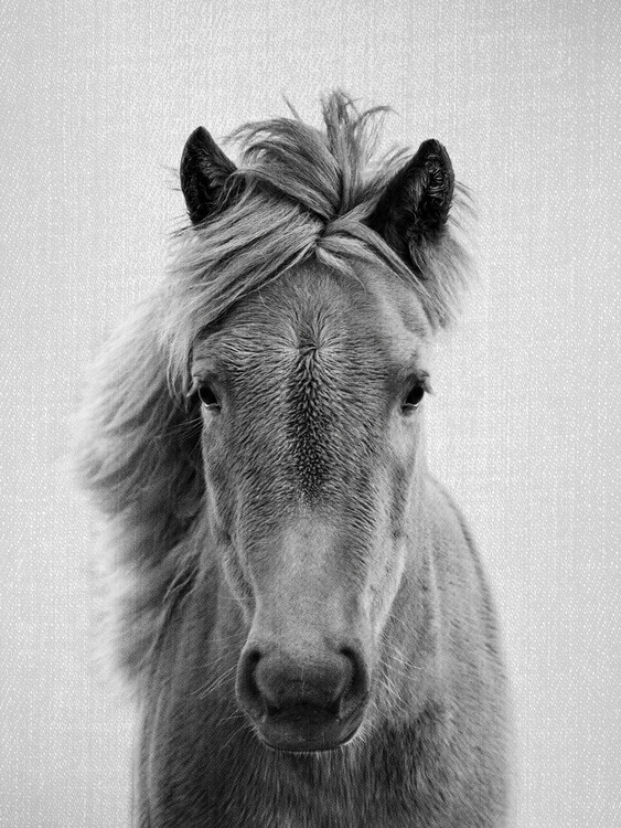 Poster Horses - Black & White 5