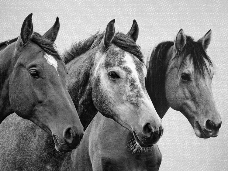Poster Horses - Black & White 3