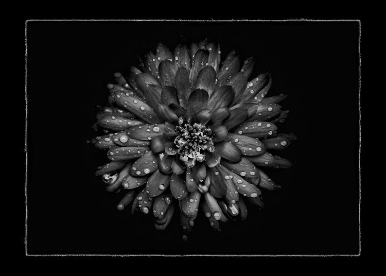 Плакат Backyard Flowers In Black And White No 45 with Border