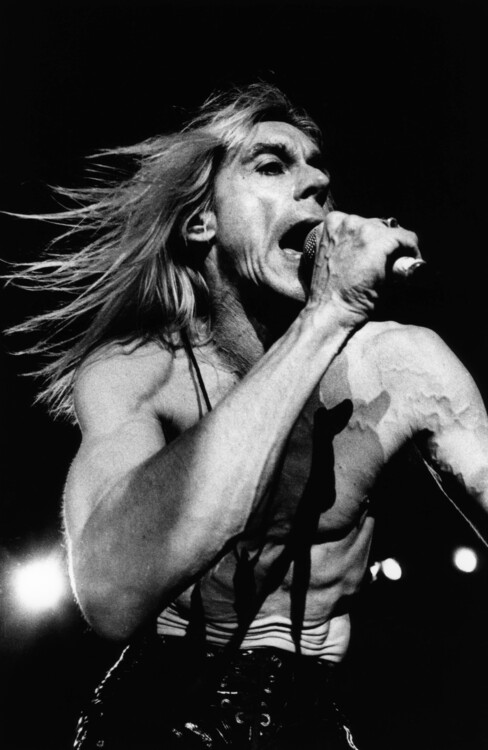 Плакат Photo of Iggy POP
