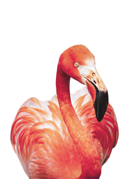 Majica Flamingo