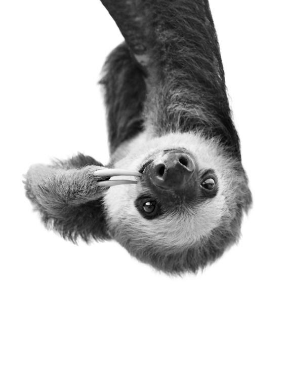 T-shirt Sloth BW