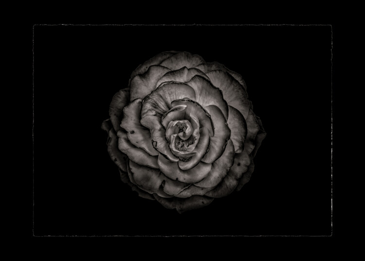 Плакат Backyard Flowers In Black And White No 85 with Border