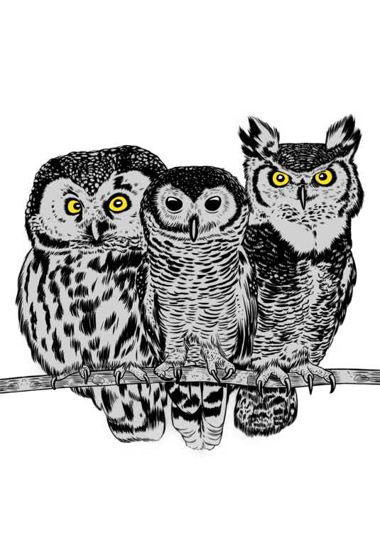 T-shirt Three owls