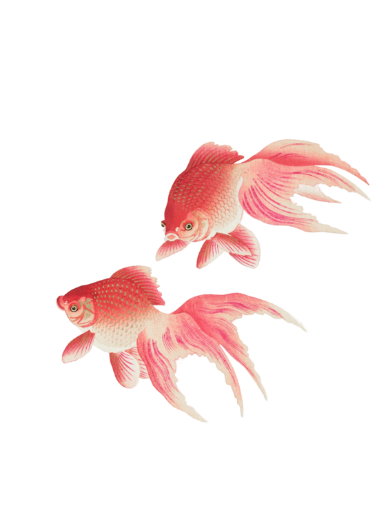 T-shirt Two Veil Goldfish