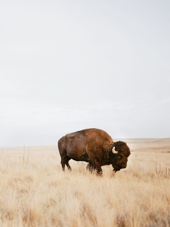 Αφίσα Rustic Bison