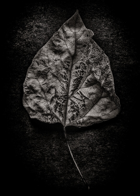 Плакат Leaves No 1