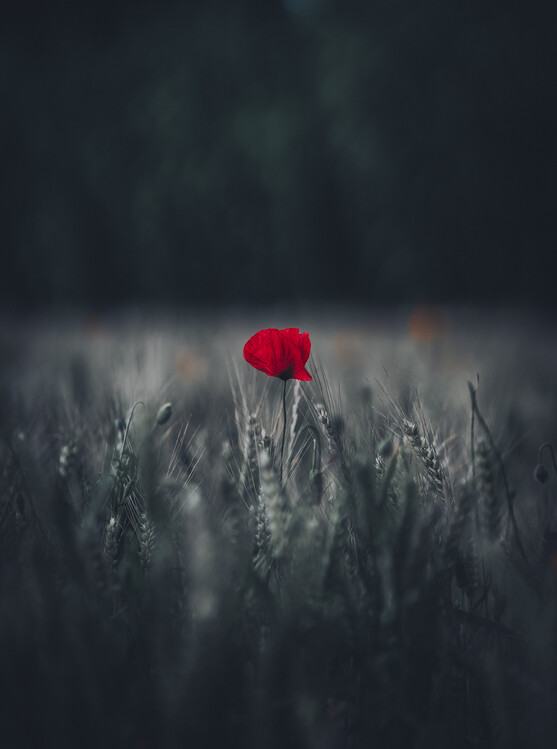 Poster Poppy flower in dark field